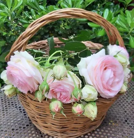 A La Belle Histoire בית הארחה